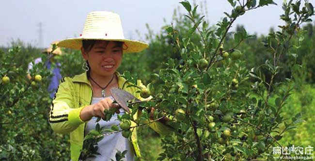 大理（lǐ）油茶基地