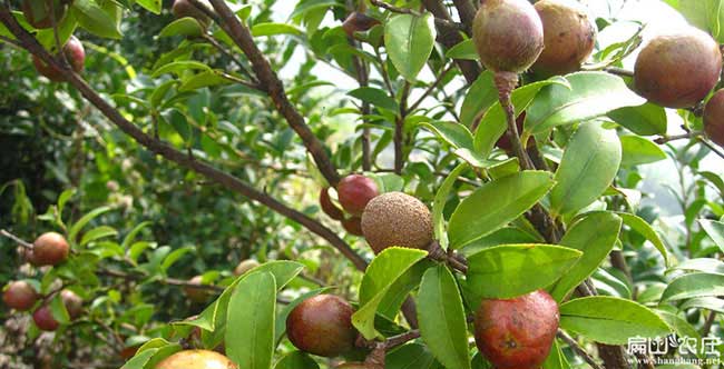 龍岩油茶（chá）苗木