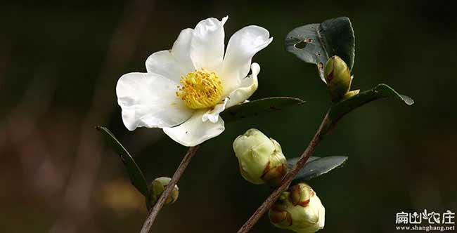 陽城鎮源茶（chá）樹苗提高授