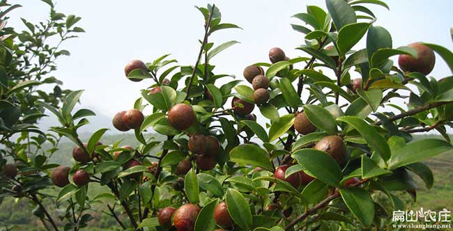 興（xìng）寧縣（xiàn）市麵上紅花茶油