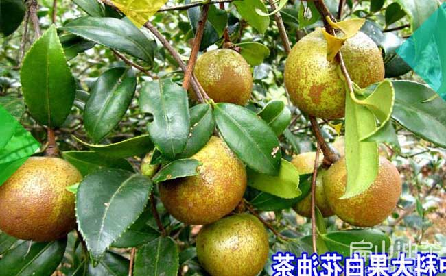 江西高產（chǎn）油茶（chá）果