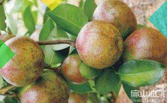 湖南紅花（huā）油茶樹（shù）