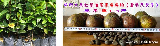 陽江茶（chá）樹苗批發