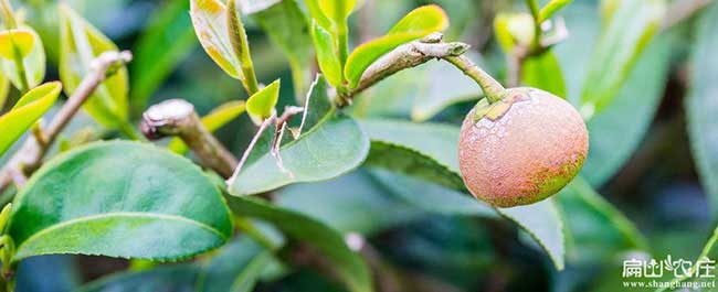 甘泉縣福建龍眼（yǎn）茶（chá）苗種