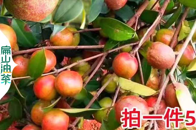 龍岩紅皮茶果批發