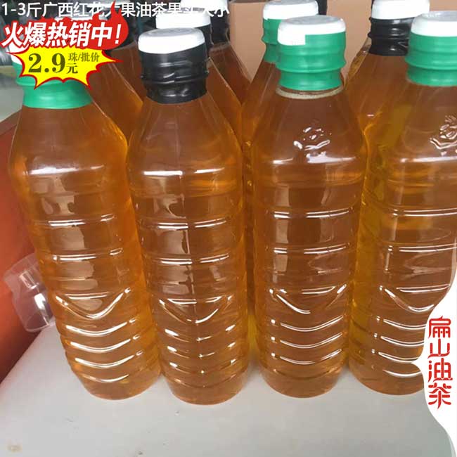 陽朔（shuò）大果油茶苗批（pī）發