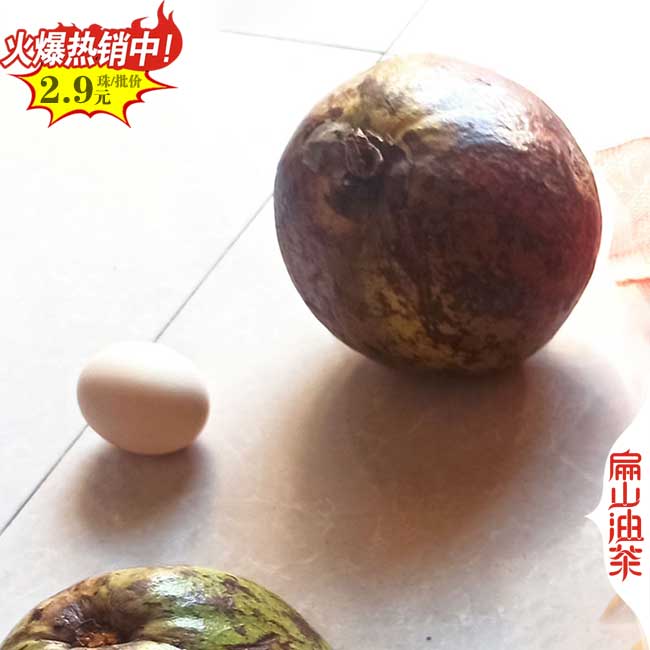 來賓紅花（huā）大果油茶