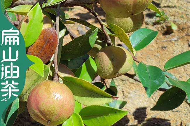 白花（huā）油茶苗