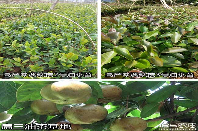 祥城（chéng）鎮種植油茶多久（jiǔ）才