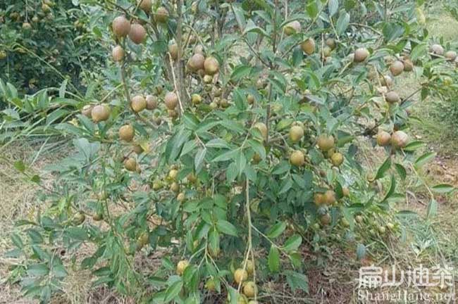 湖州油茶種植