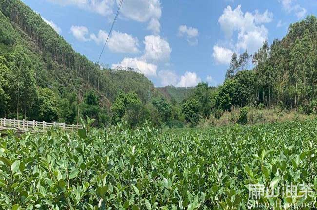 湖北本地油（yóu）茶苗