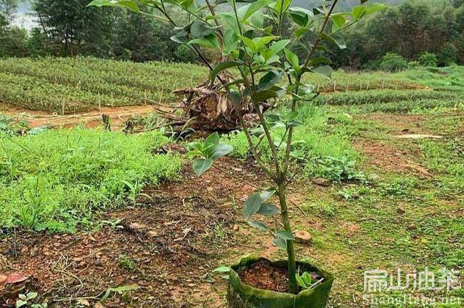 湖北大（dà）果油茶（chá）樹