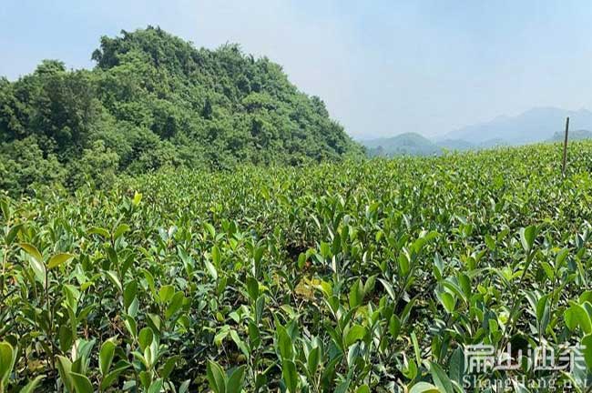 湖北本地（dì）油（yóu）茶苗