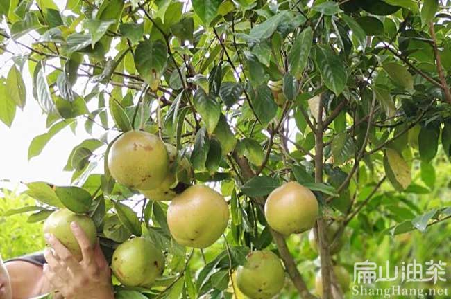 南平大果茶樹苗