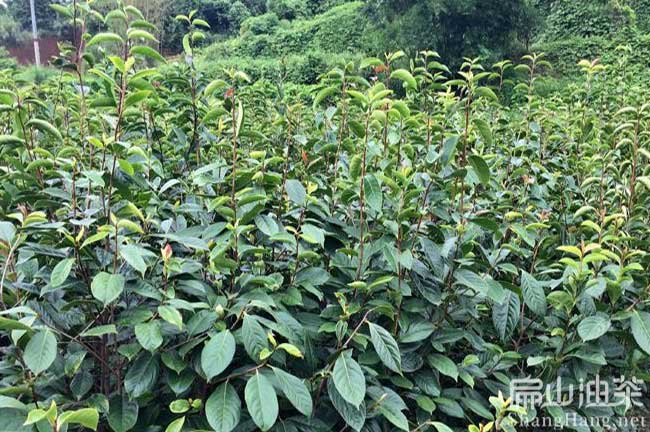 湖南永州新標準油茶苗批發(永州茶籽茶（chá）油嫁接紅花果大果)