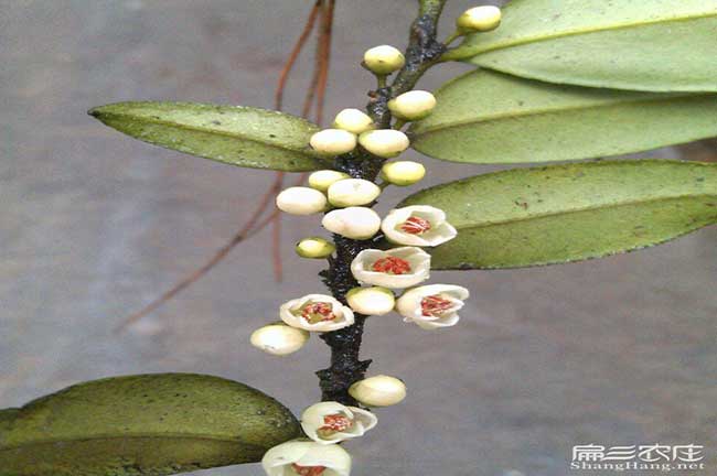 平江油茶苗