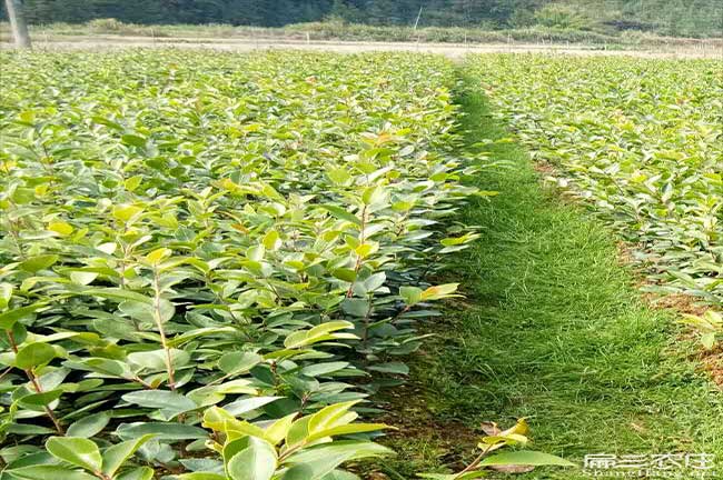 亦資茶樹苗栽植行珠距