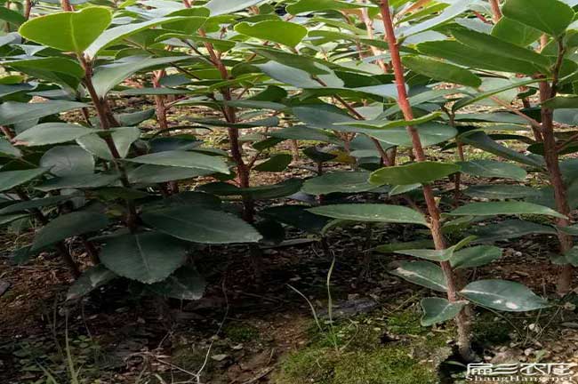 廣惠扁山北方能種植（zhí）油