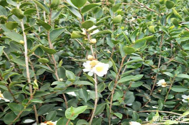 如（rú）果在大理種植油（yóu）茶正