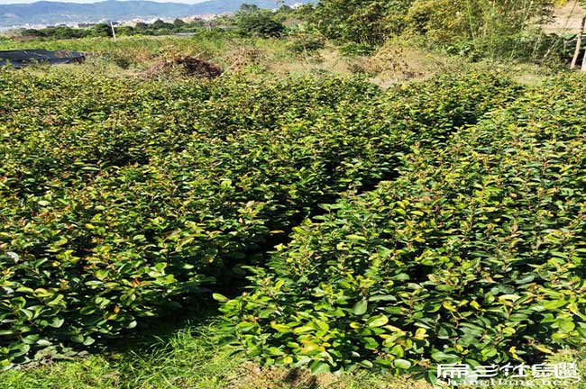 寧（níng）德茶樹基（jī）地