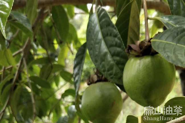 廣西特果油茶苗