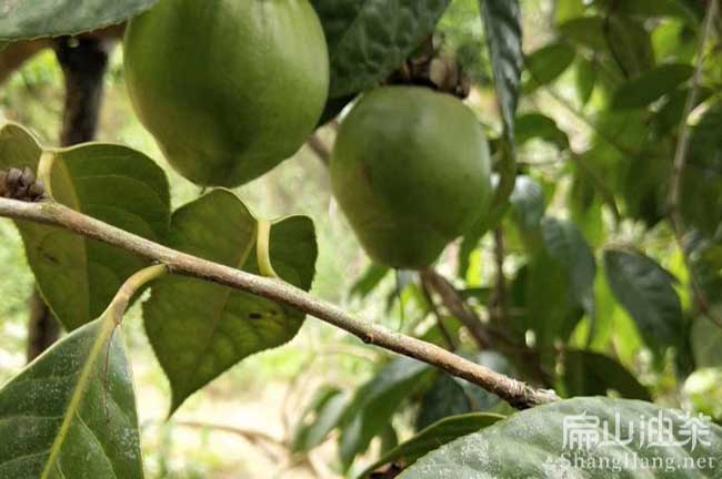 湖北大果油茶樹