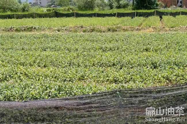 湘林油茶基地（dì）