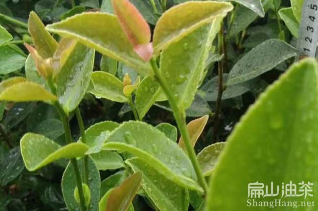 汕尾油（yóu）茶苗批發