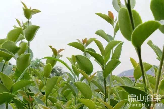 多年生油茶苗（miáo）