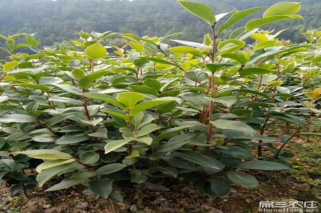 桂平油茶基地