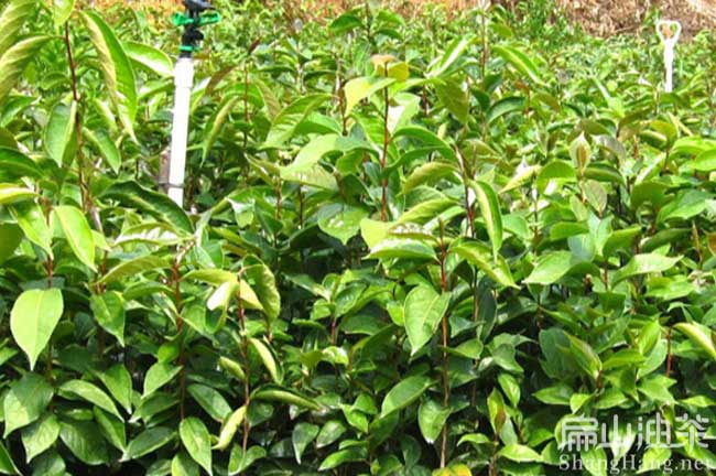 [油茶苗楊梅苗批（pī）發] 廣西帶果8-12年生（shēng）大地徑5到10公分