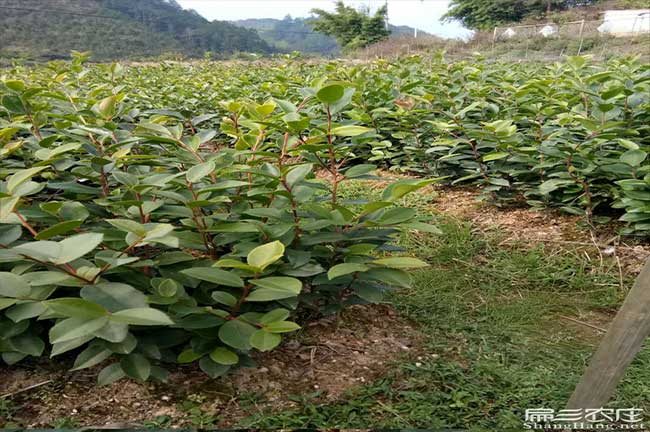 湘陰長林油（yóu）茶苗