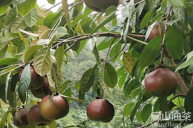 廣西10年紅花（huā）大（dà）果油茶苗