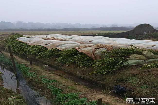 白藤（téng）油（yóu）茶成林豐產技術