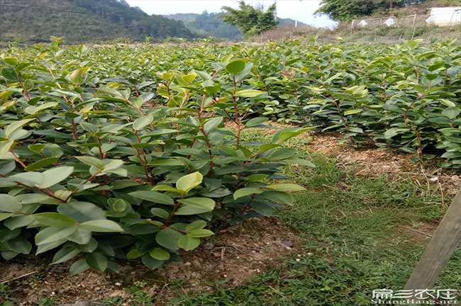 柳州大果油（yóu）茶苗