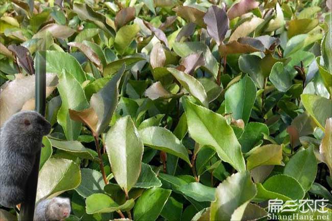 祥城（chéng）鎮（zhèn）油茶苗、茶樹種