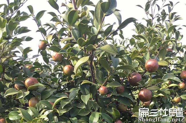 鎮寧（níng）大果油（yóu）茶苗（miáo）