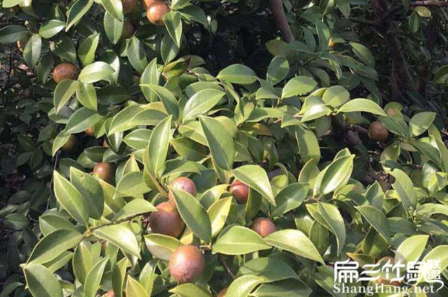 鎮安縣源茶（chá）樹苗提（tí）高授