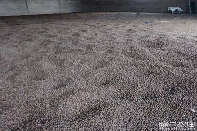 功橋油茶(chá)的生物學特性 功橋油茶的生物學特性
