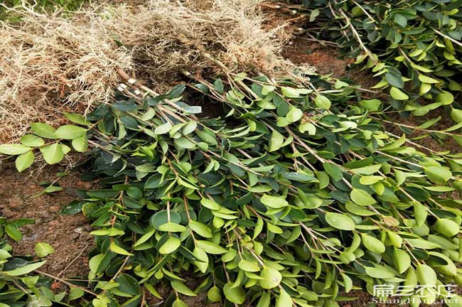 邵陽（yáng）茶籽苗