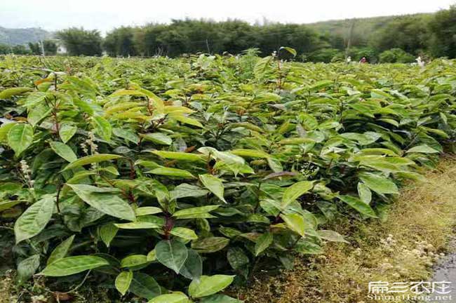 廣西（xī）大果紅花油茶小杯苗