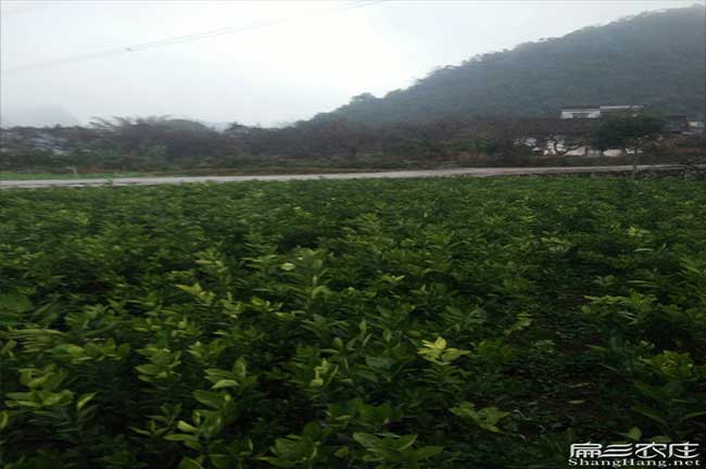 雲浮（fú）油茶基地