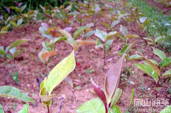 尤溪大（dà）油茶苗