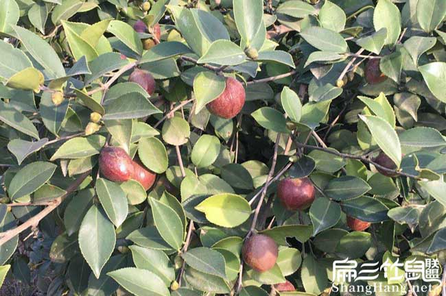 烏衣鎮油茶苗掛（guà）果周期