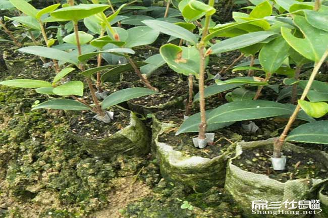 四川油茶（chá）苗