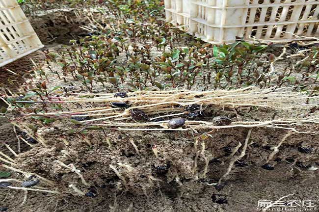 湖（hú）潤鎮種植油茶哪個品