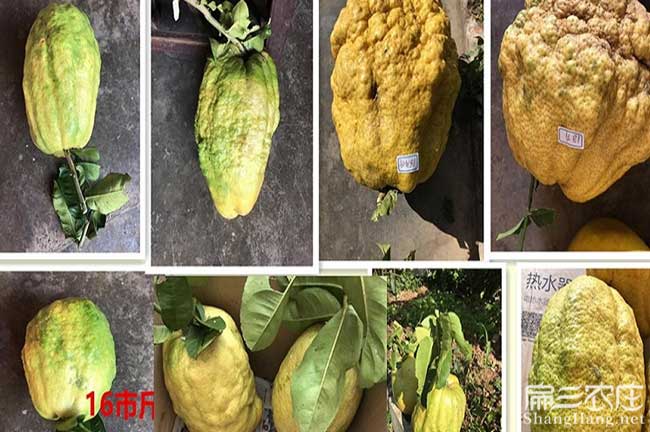 和江西贛無品種出油(yóu)率(lǜ) 和江西贛無品種出油率