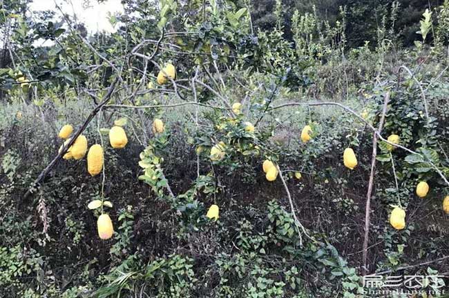 勻東油茶苗掛果周期短成活率高價格實惠出（chū）油（yóu）率高的地區黑牙齒