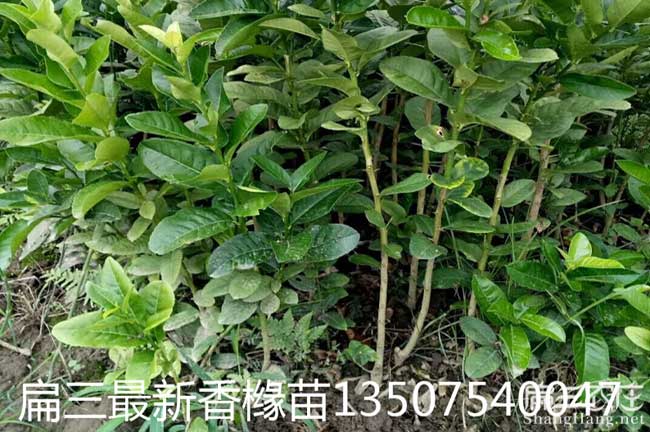 戶育（yù）鄉茶樹苗的整地（dì）技