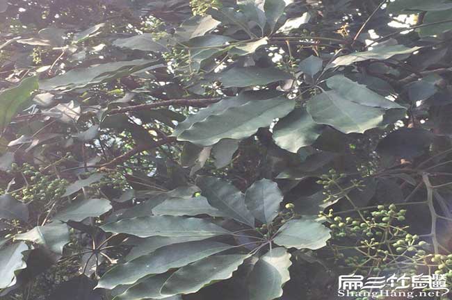 柳江區（qū）茶樹苗種植生長